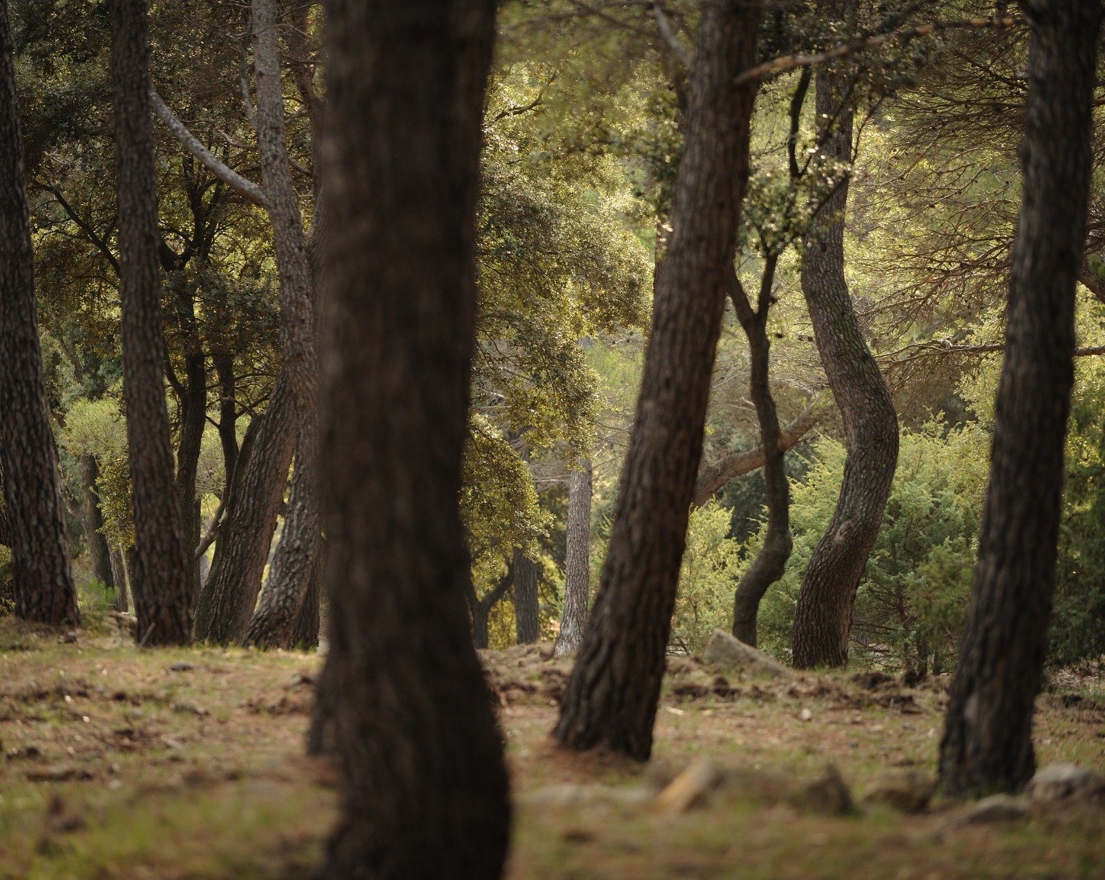 Arbres © Dominique Laugé