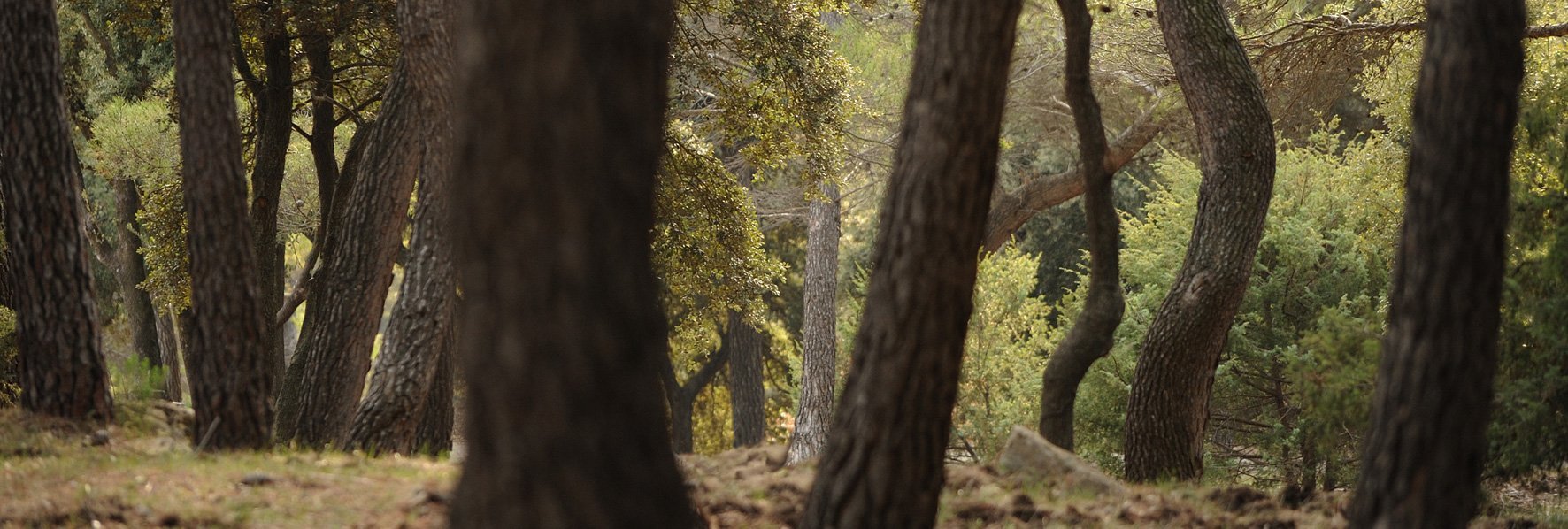 Arbres © Dominique Laugé