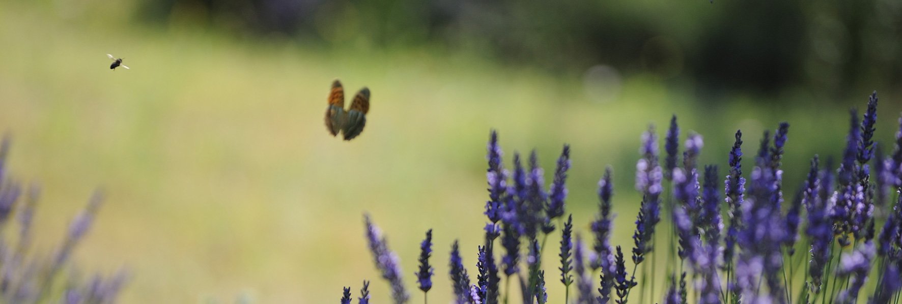 Papillon et mouche © Dominique Laugé