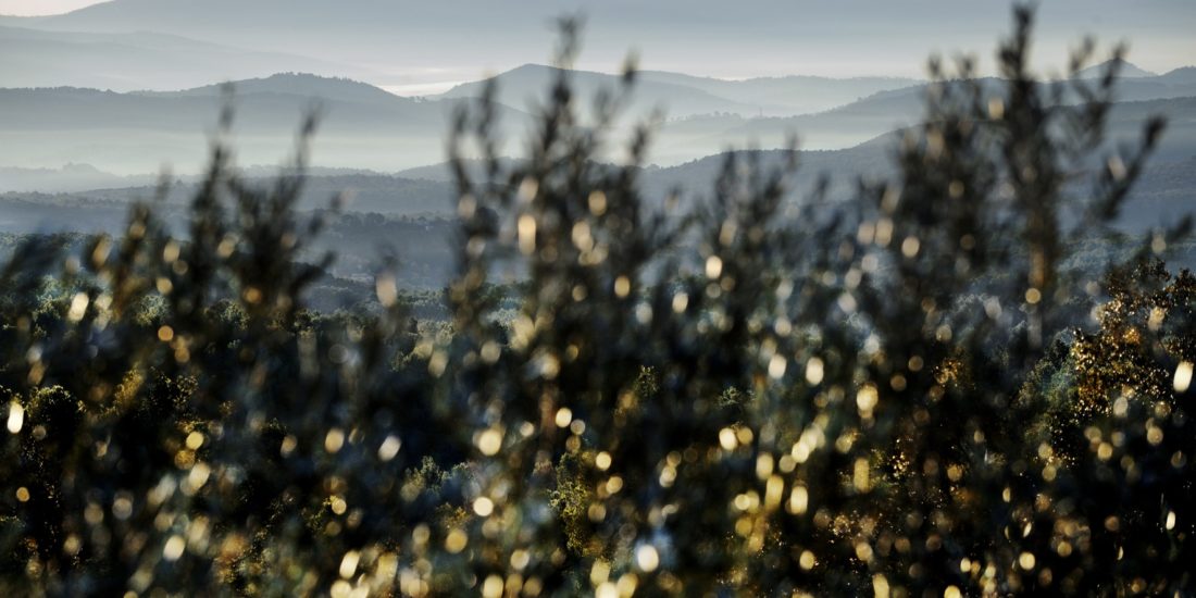 Vue du matin © Dominique Laugé