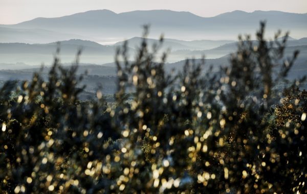 Vue du matin © Dominique Laugé